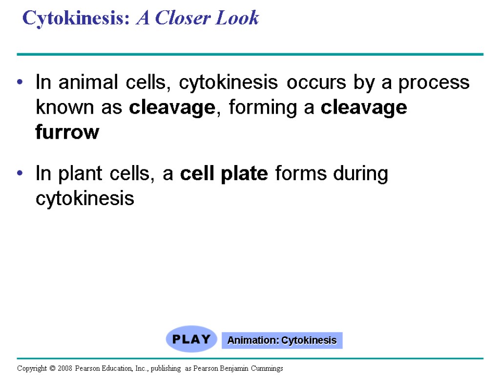 Cytokinesis: A Closer Look In animal cells, cytokinesis occurs by a process known as